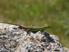 Podarcis waglerianus