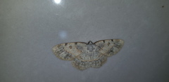 Charissa subtaurica