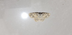 Charissa subtaurica