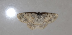 Charissa subtaurica