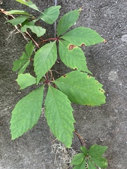 Parthenocissus quinquefolia image