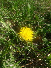 Taraxacum officinale