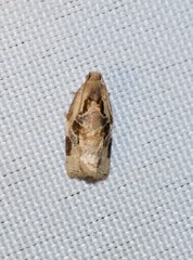 Archips grisea