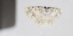 Charissa subtaurica
