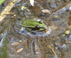 Pelophylax