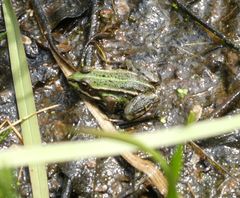 Pelophylax