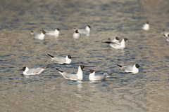 Chroicocephalus ridibundus