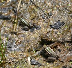 Pelophylax