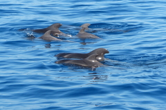 Globicephala
