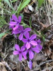 Phlox amoena