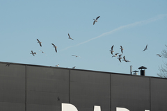 Chroicocephalus ridibundus