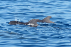 Globicephala