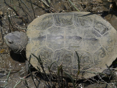 Malaclemys terrapin