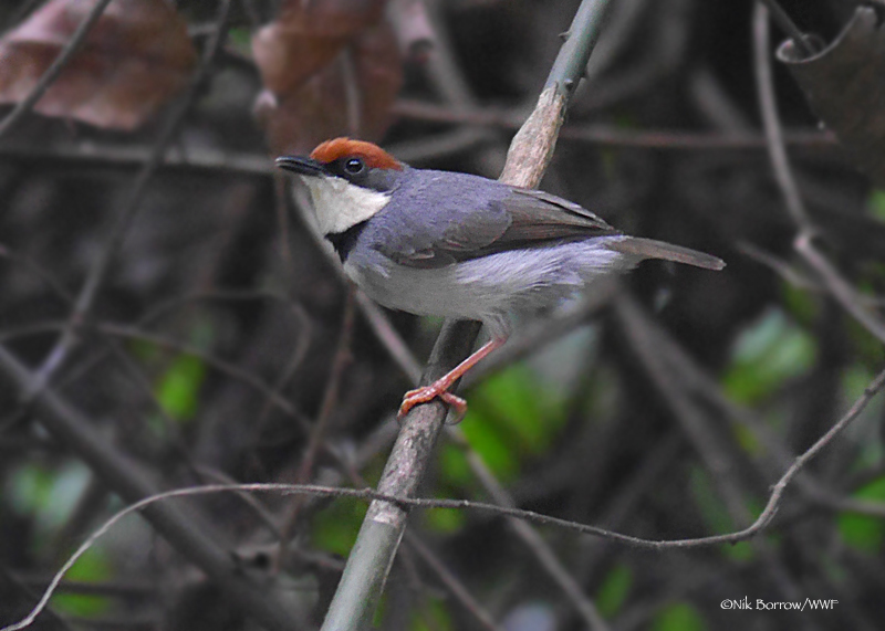 Rufous-Crowned Eremomela