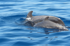 Globicephala