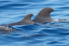 Globicephala