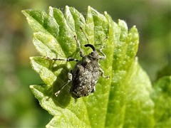 Parethelcus pollinarius