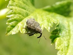 Parethelcus pollinarius