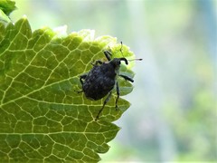 Parethelcus pollinarius