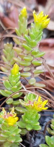 Sedum oaxacanum, photograph 5