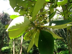Euphorbia bicompacta image