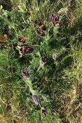 Pulsatilla rubra