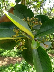 Euphorbia bicompacta image