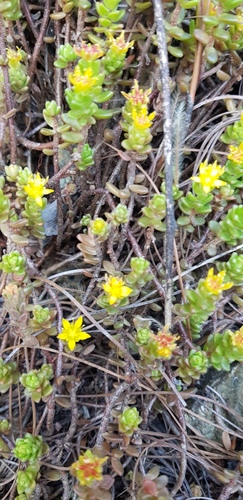 Sedum oaxacanum, photograph 6