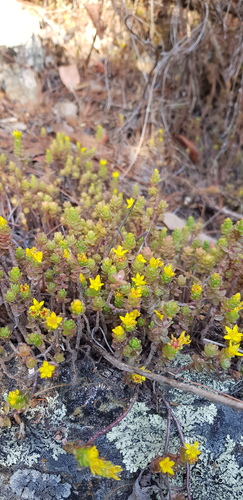 Sedum oaxacanum, photograph 4