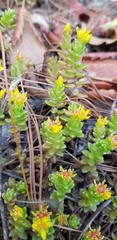 Sedum oaxacanum