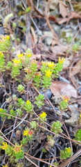 Sedum oaxacanum