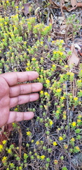 Sedum oaxacanum
