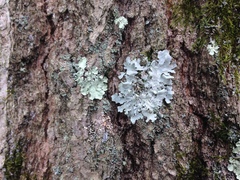 Parmotrema gardneri