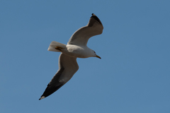 Larus fuscus fuscus