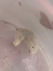 Pentamera pulcherrima