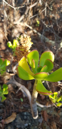 Sedum dendroideum