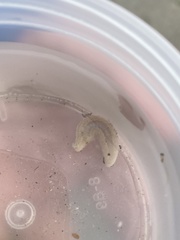 Pentamera pulcherrima