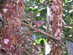 Campylorhynchus zonatus