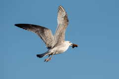 Larus argentatus