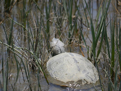 Malaclemys terrapin