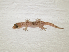 Hemidactylus turcicus