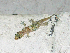 Hemidactylus turcicus