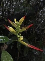 Heliconia hirsuta