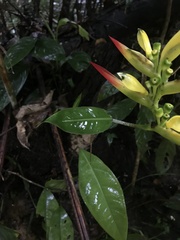 Heliconia hirsuta