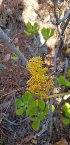 Sedum dendroideum