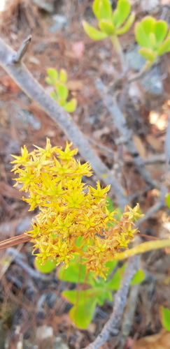 Sedum dendroideum