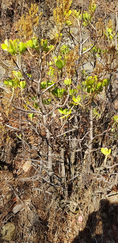 Sedum dendroideum