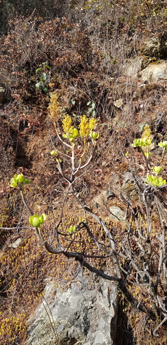 Sedum dendroideum