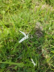 Rhynchospora latifolia