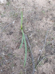 Zephyranthes jamesonii